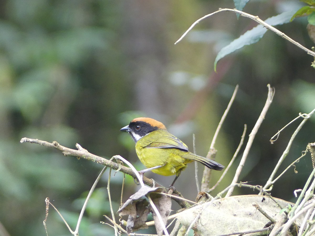 Moustached Brushfinch - ML439031811