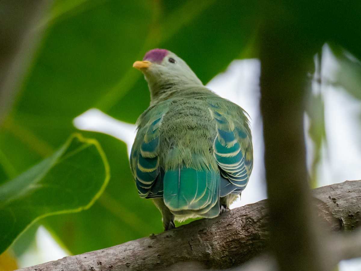 Makatea Fruit-Dove - ML439031921