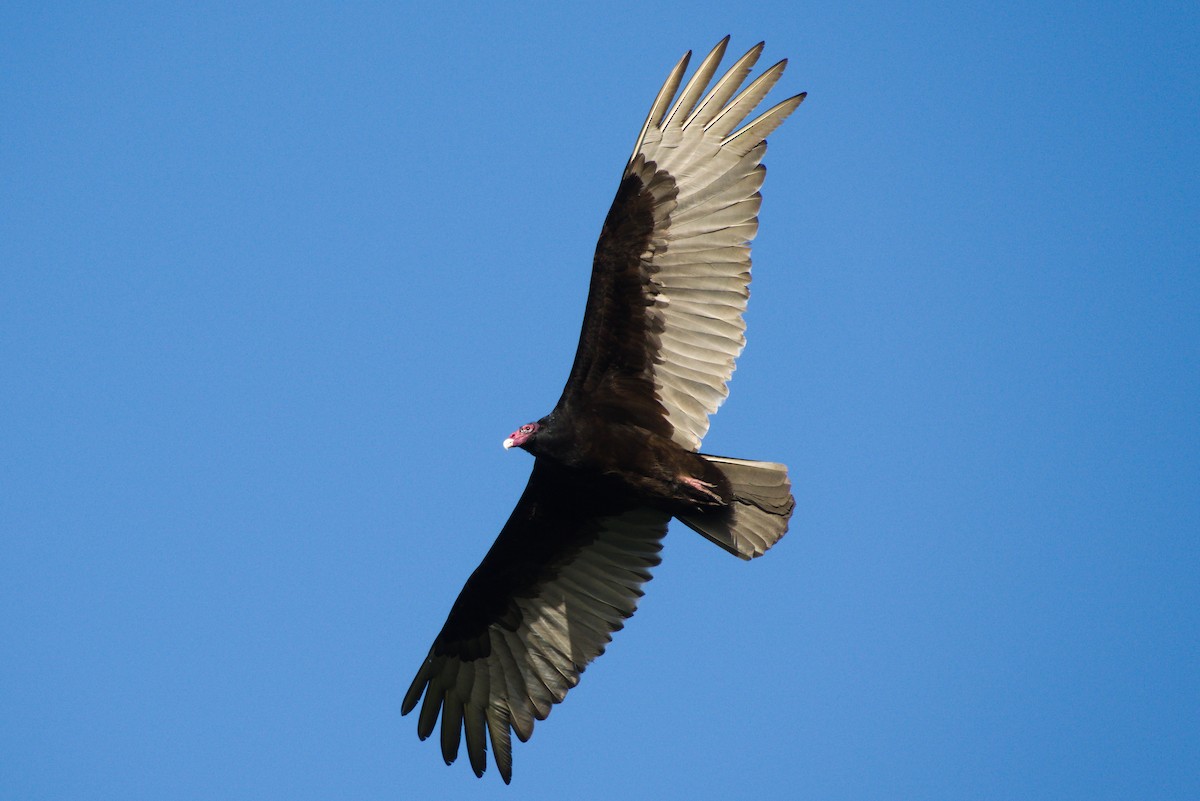 Turkey Vulture - ML439032531