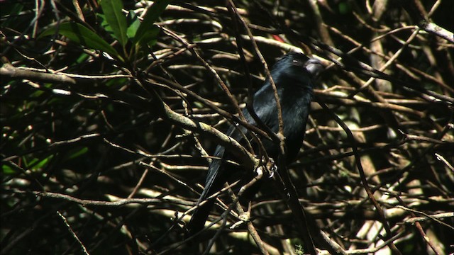 Cuban Bullfinch - ML439033