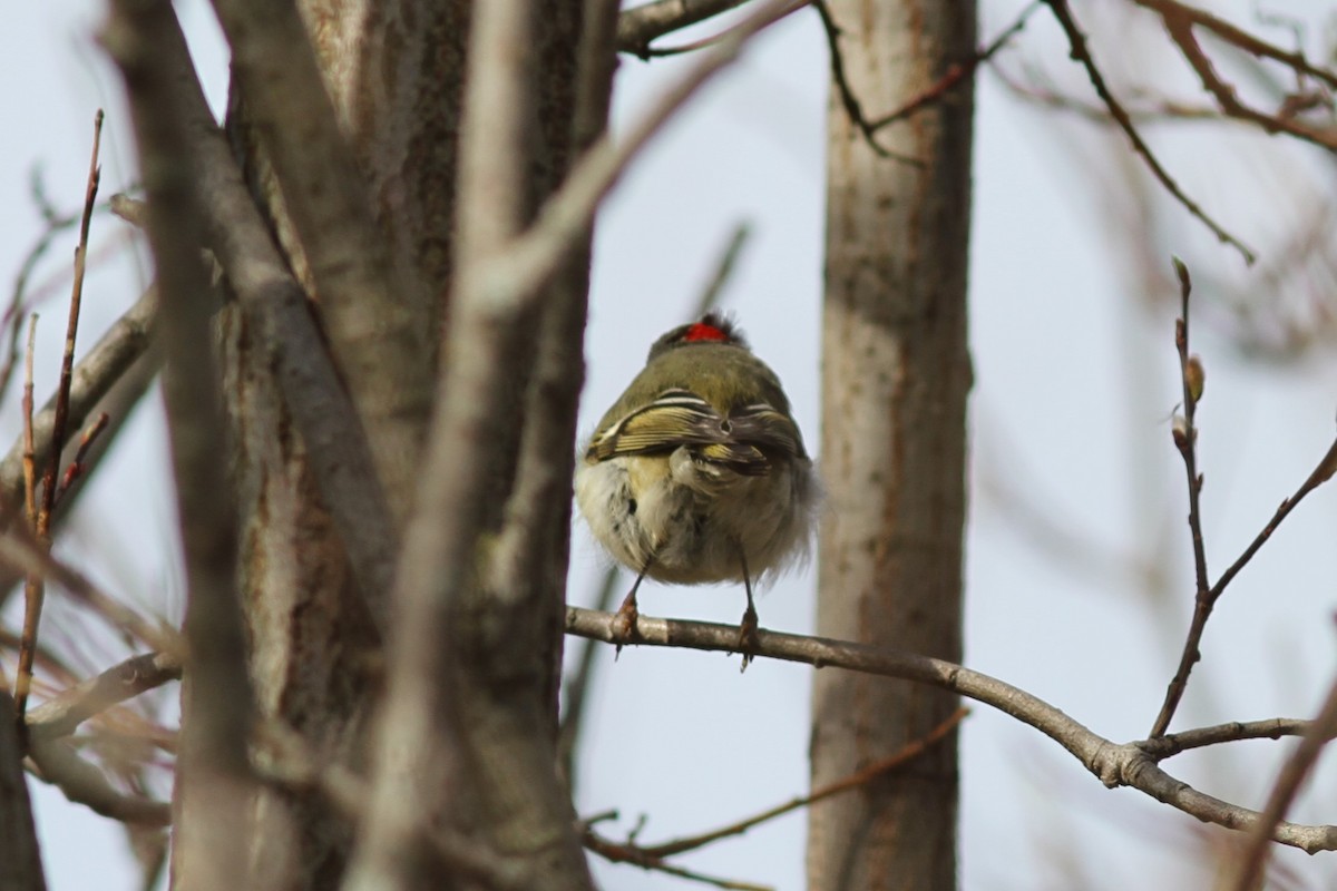 Ruby-crowned Kinglet - Mylene  Paulhus, Perreault