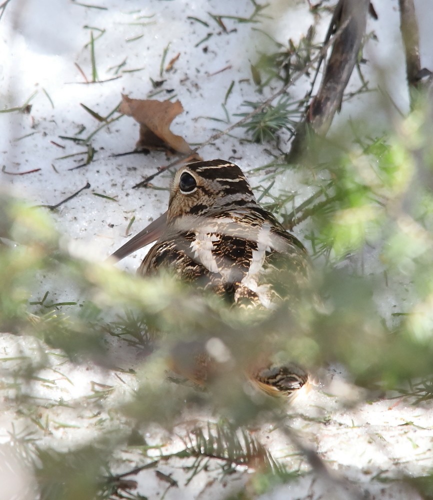 American Woodcock - ML439036671