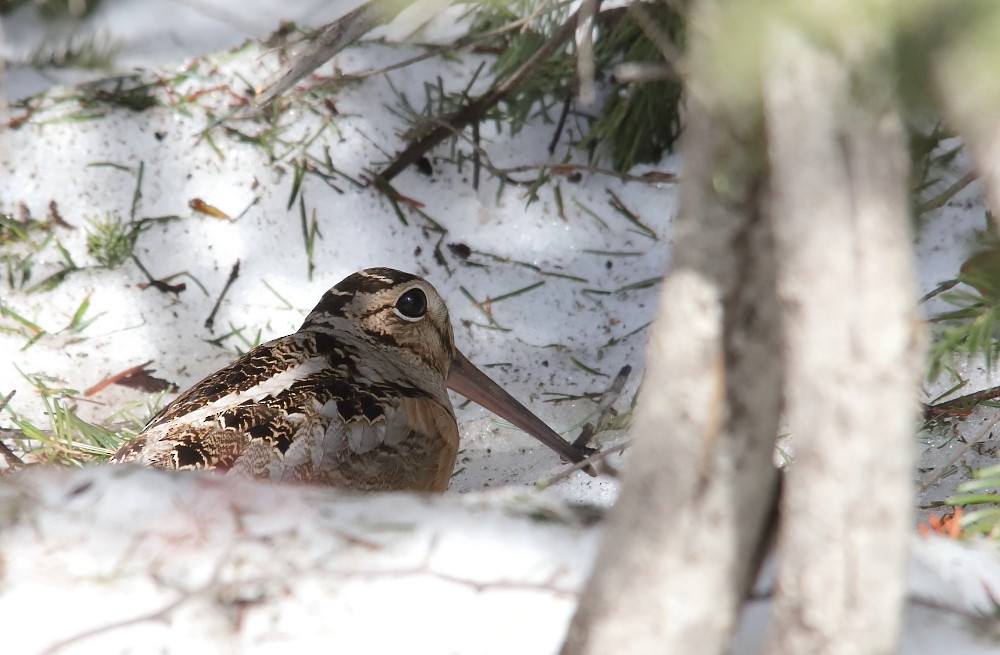 American Woodcock - ML439036861