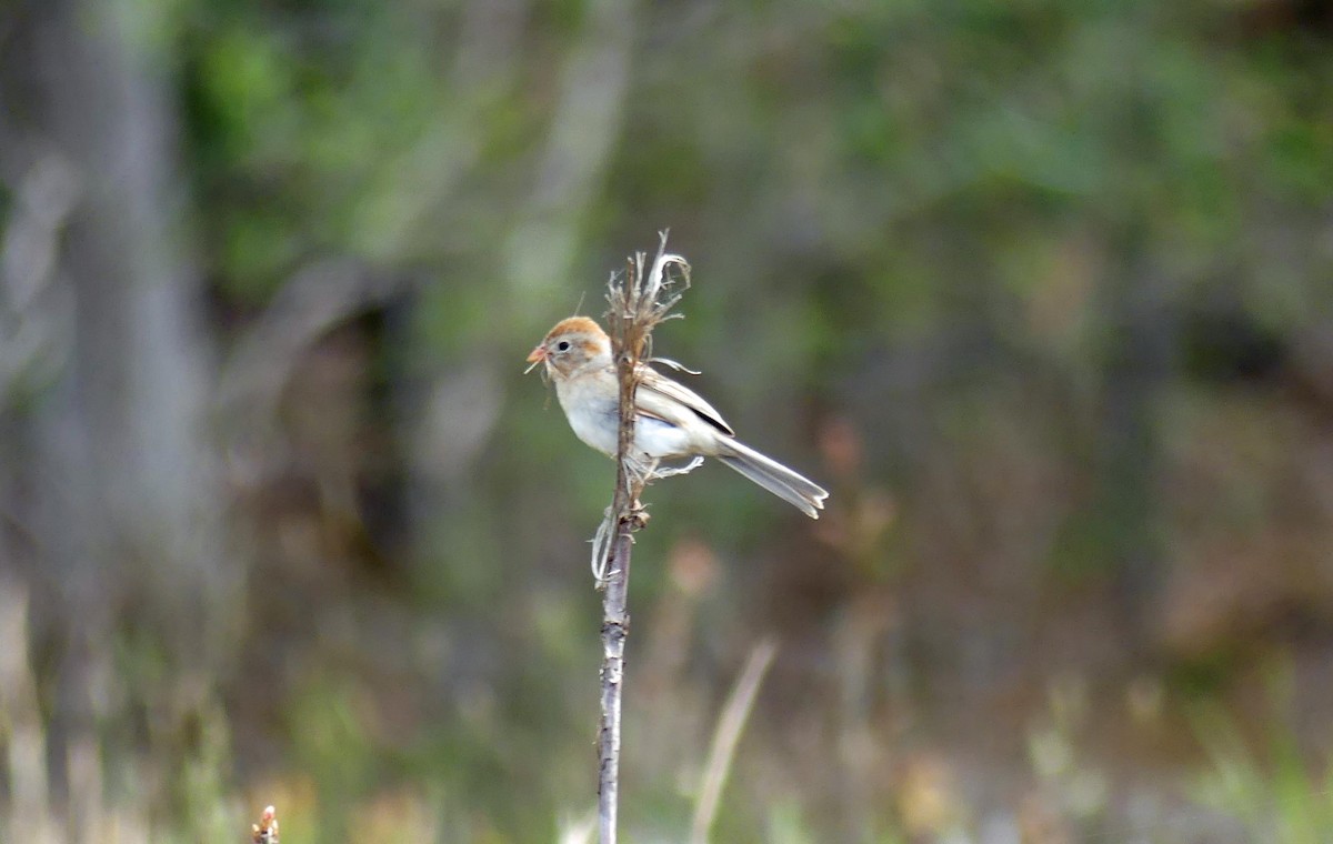 Field Sparrow - ML439038031