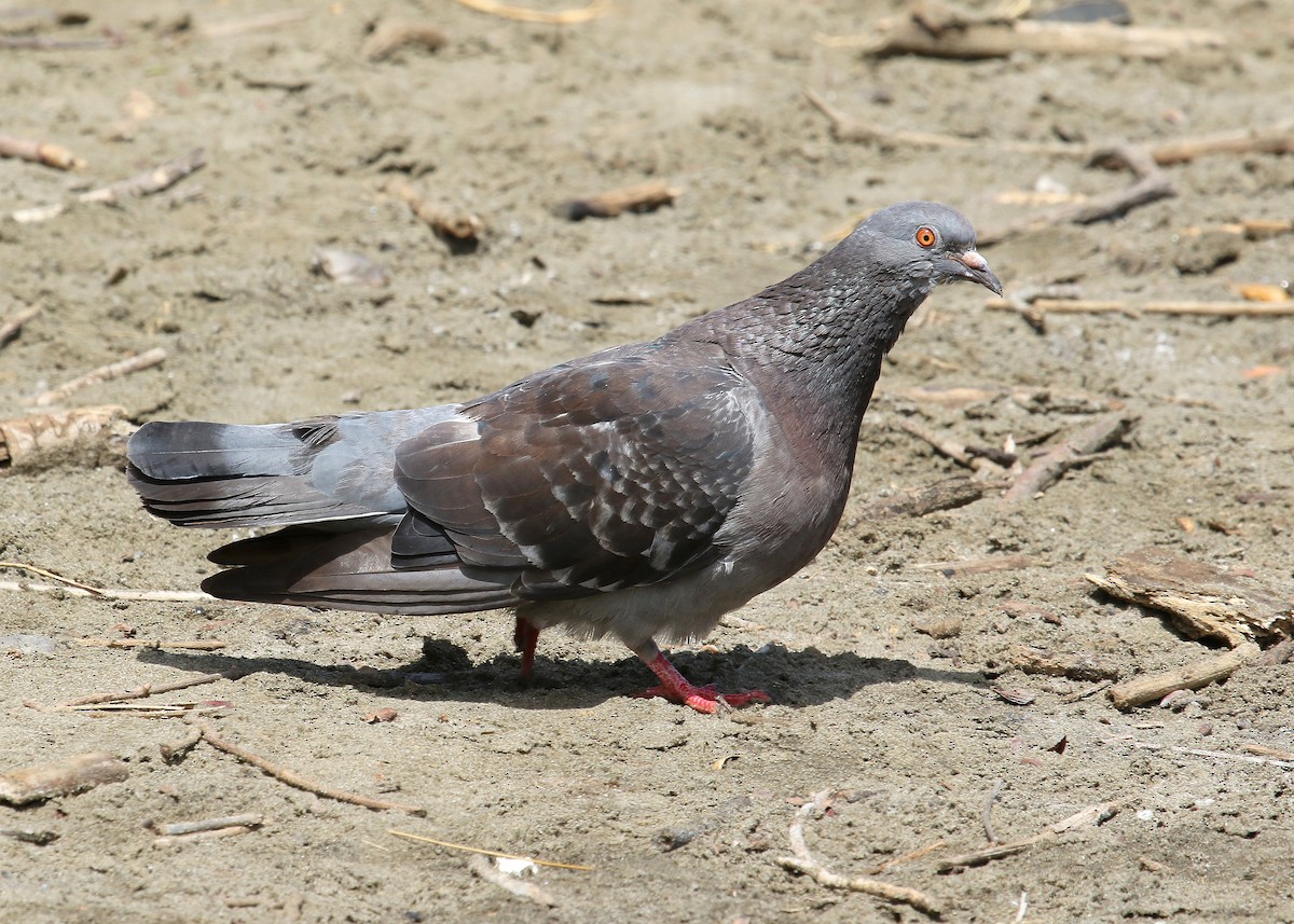 Rock Pigeon (Feral Pigeon) - ML439038411