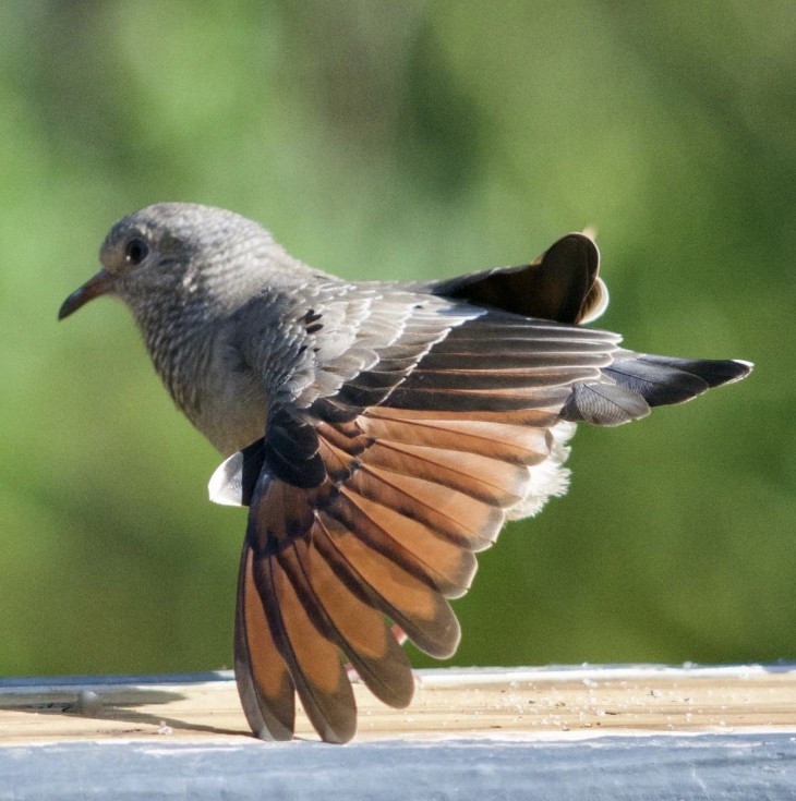 Common Ground Dove - ML439040111