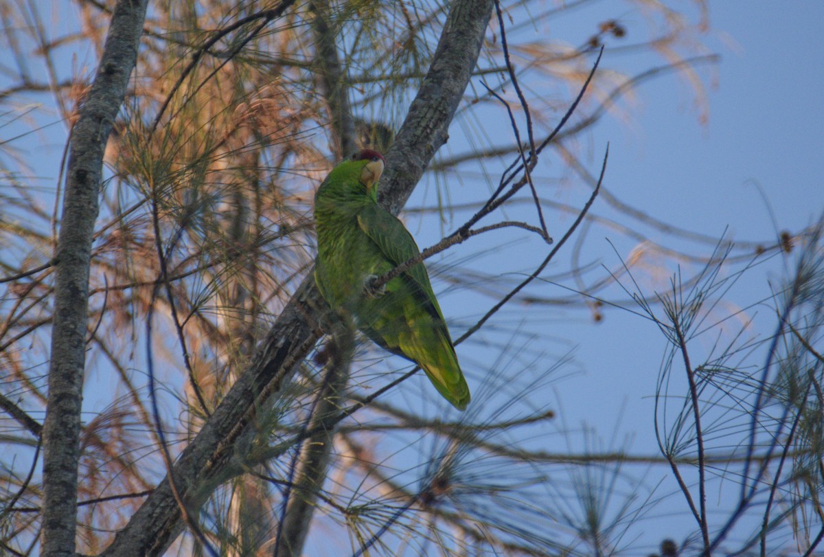 Lilac-crowned Parrot - ML43904041