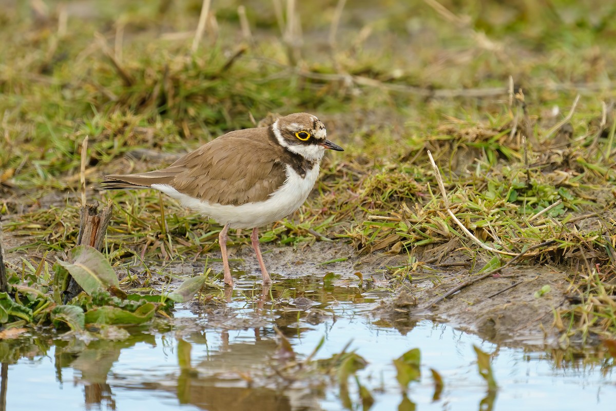 Little Ringed Plover - ML439040571