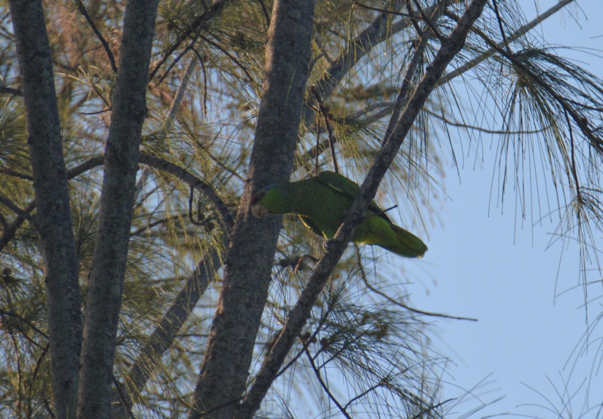 Lilac-crowned Parrot - ML43904061