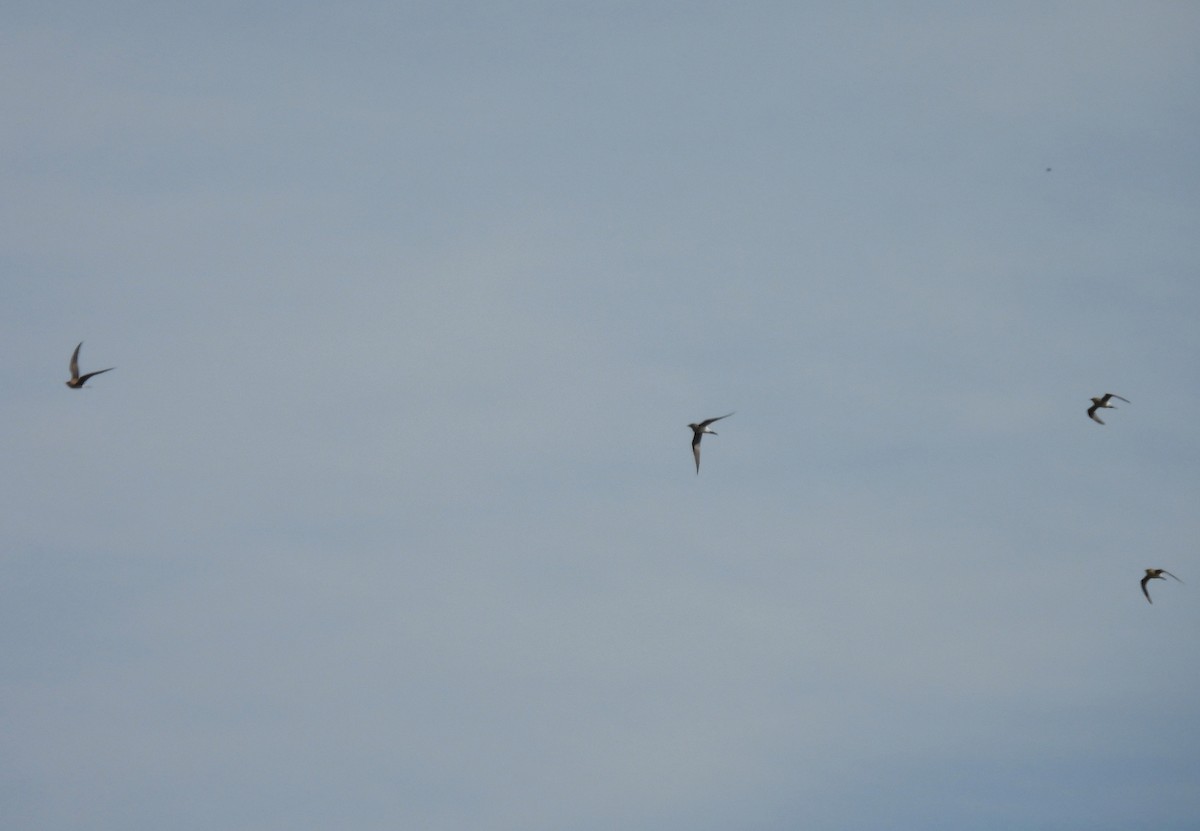 Collared Pratincole - Miguel Martín Diego