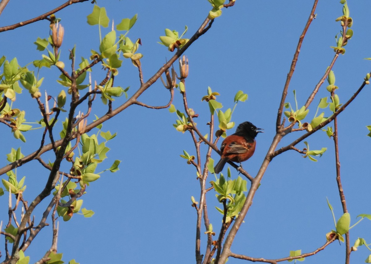 Orchard Oriole - Kristi DeCourcy