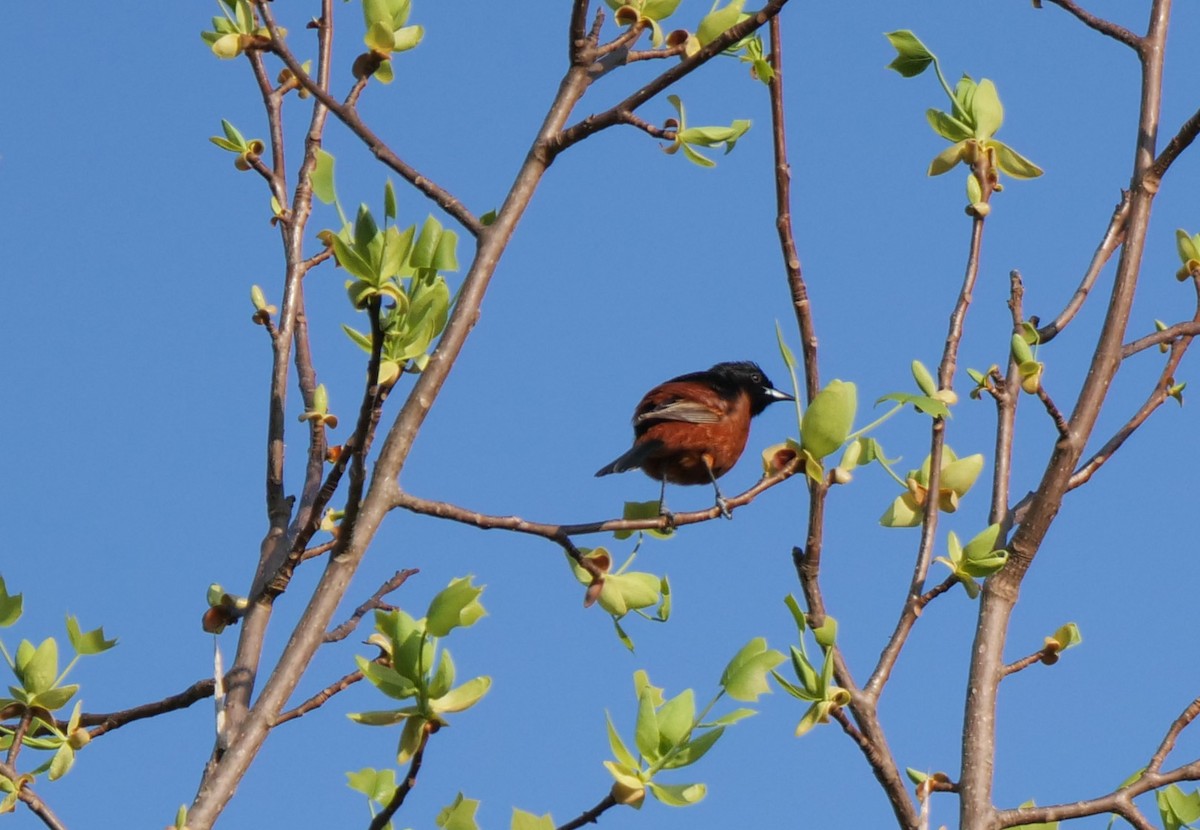 Orchard Oriole - ML439043401