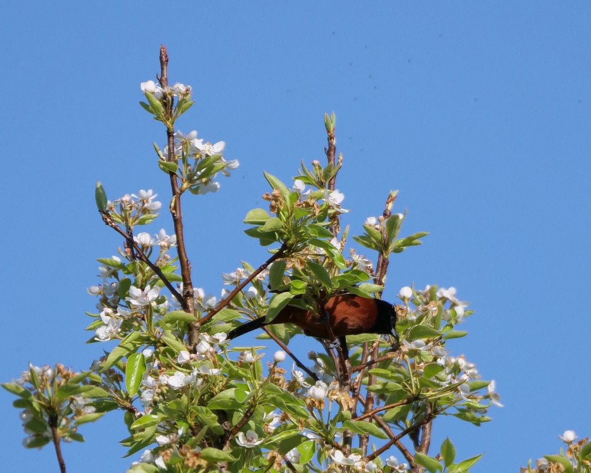 Orchard Oriole - ML439043411