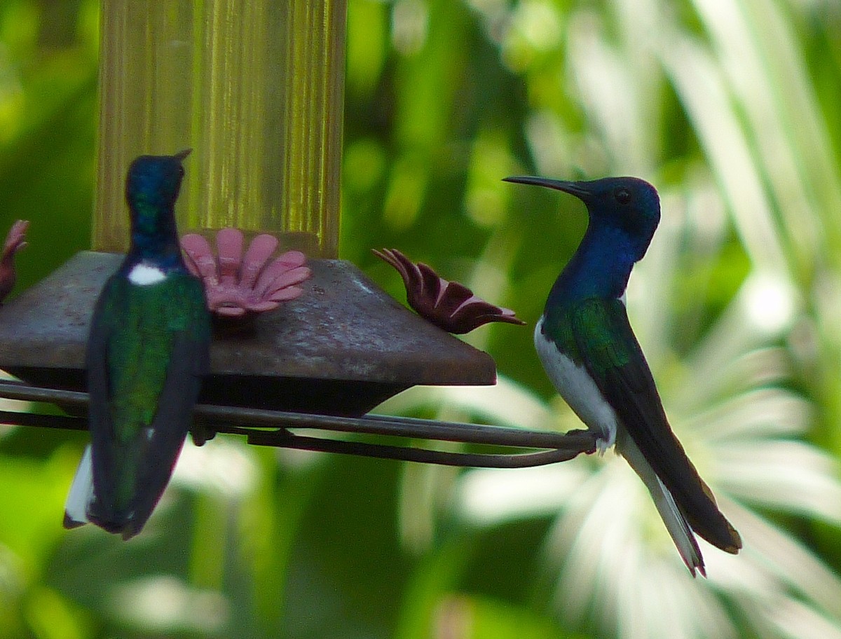 White-necked Jacobin - Alain Sylvain