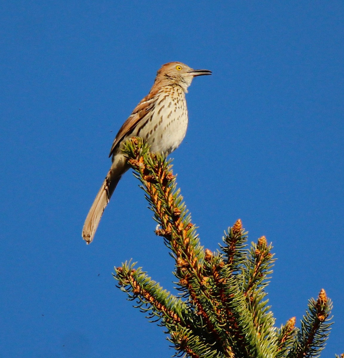 Brown Thrasher - ML439046731