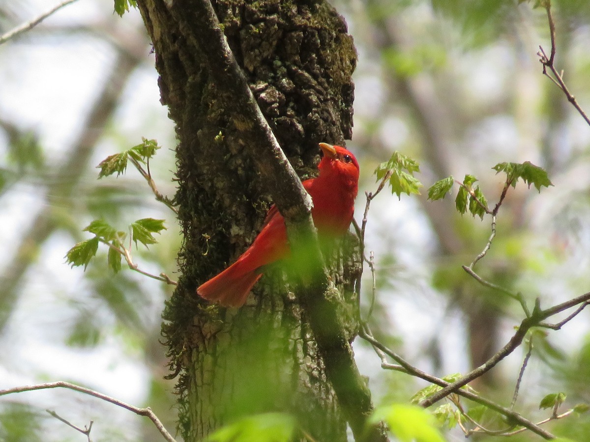Summer Tanager - ML439046971