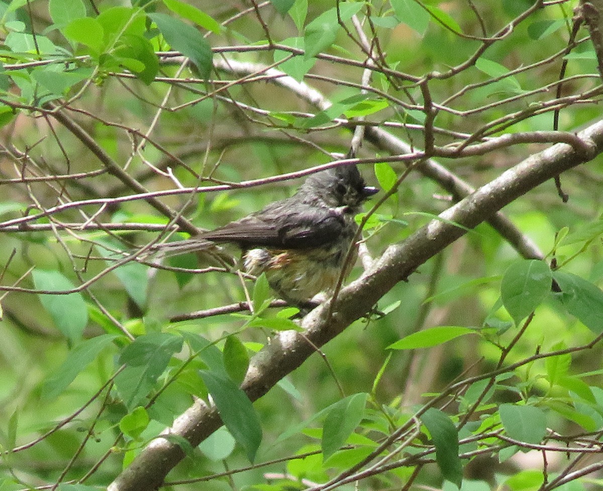 Tufted Titmouse - ML439047301