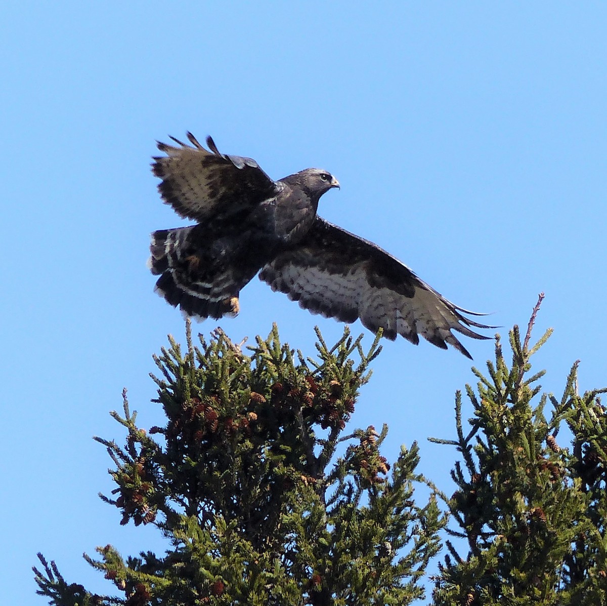 Rough-legged Hawk - Marie Giroux