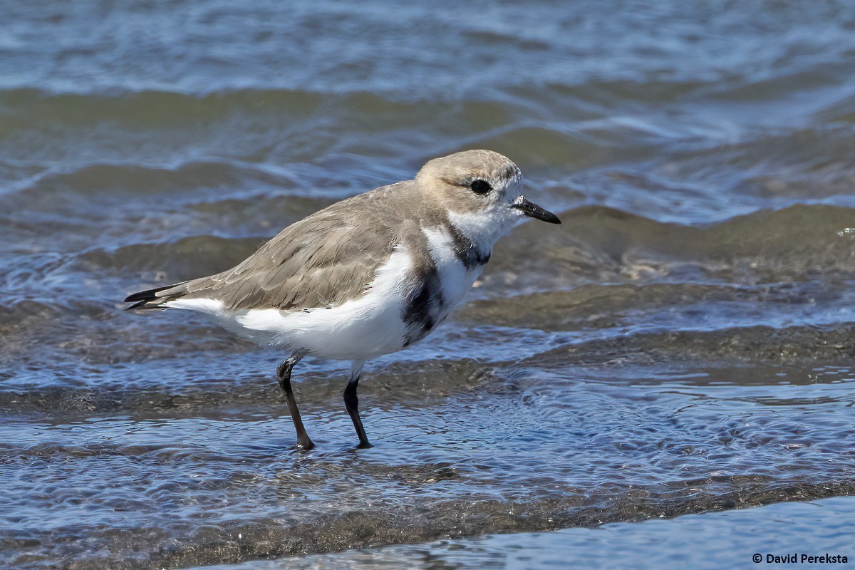 Two-banded Plover - ML439048551