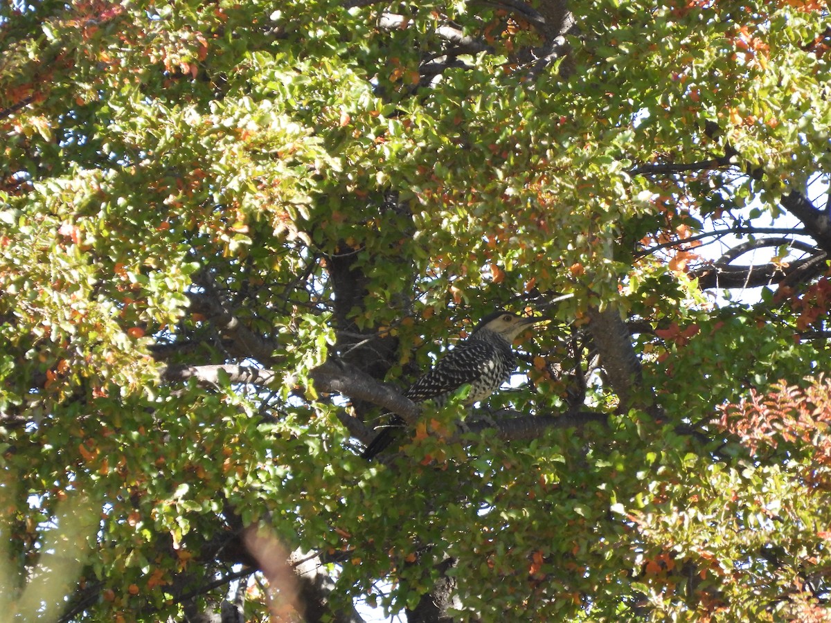 Chilean Flicker - ML439049831