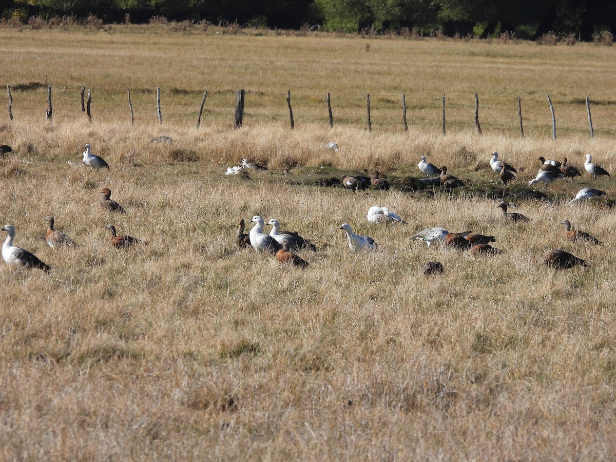 Upland Goose - ML439050491