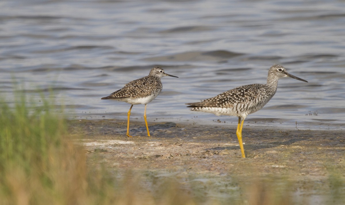 Greater Yellowlegs - ML439050971