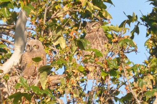 Great Horned Owl - ML439052161