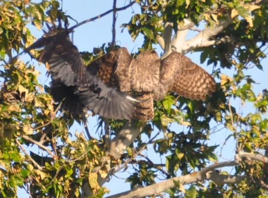 Great Horned Owl - ML439052171