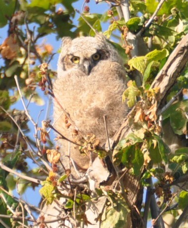 Great Horned Owl - ML439052201