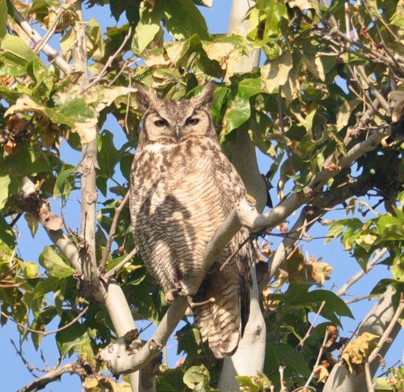 Great Horned Owl - ML439052211