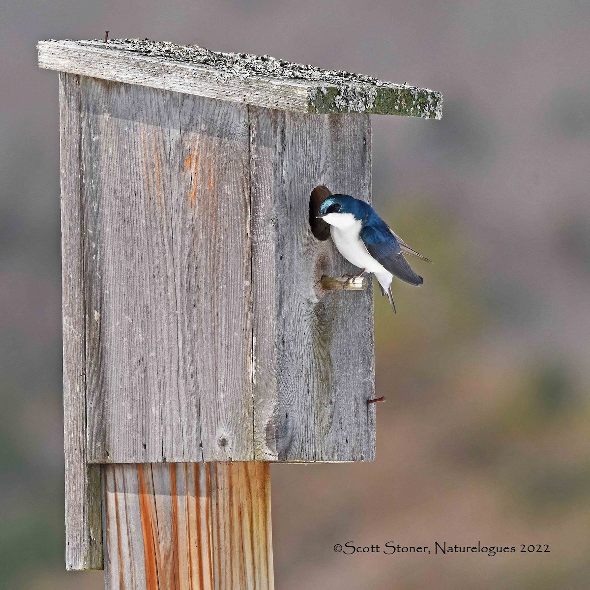 Tree Swallow - ML439052871
