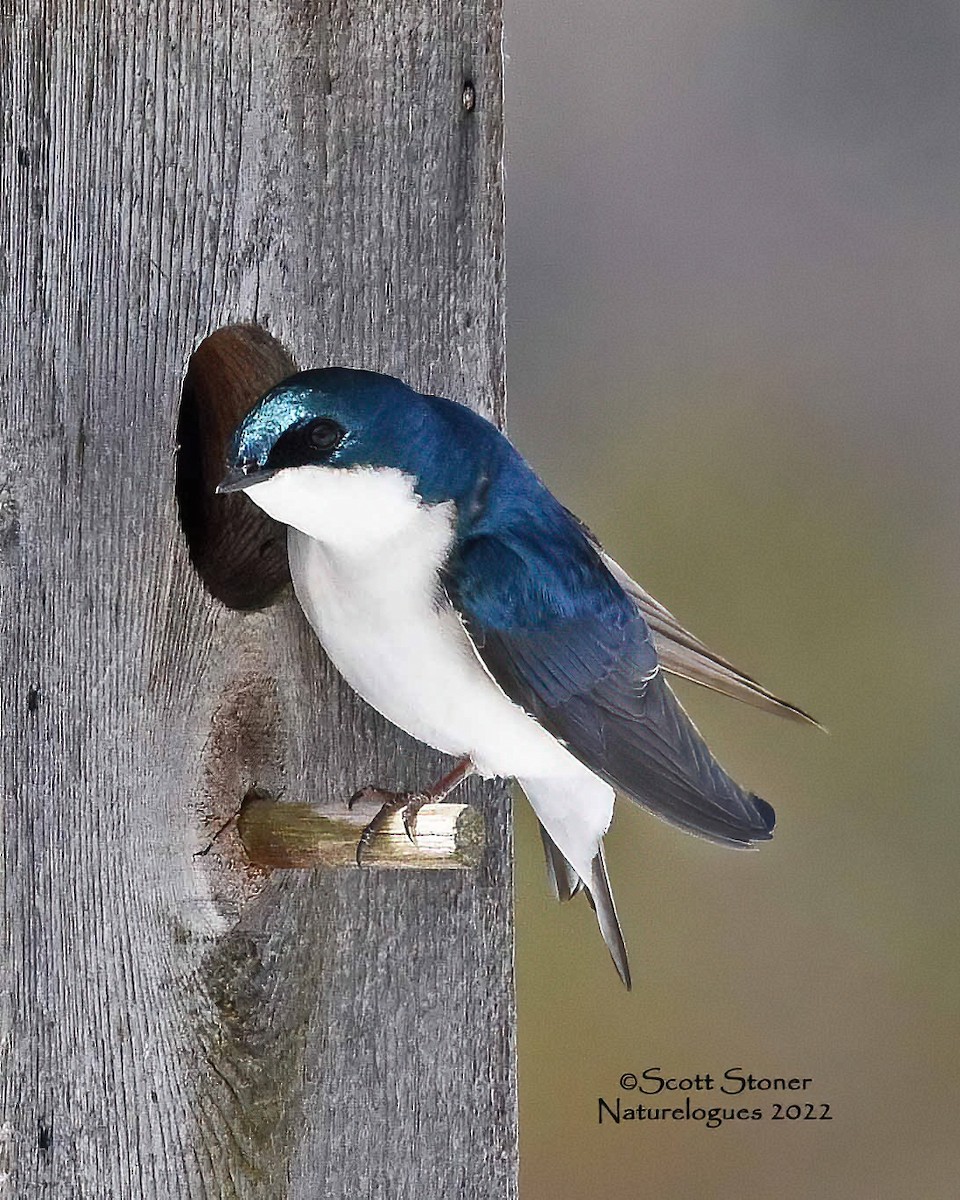 Tree Swallow - ML439053121