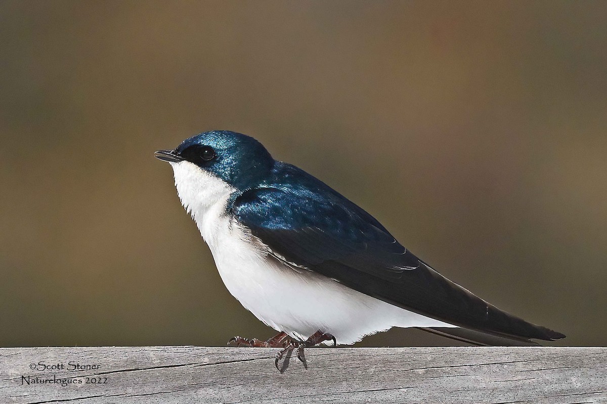 Tree Swallow - ML439053331