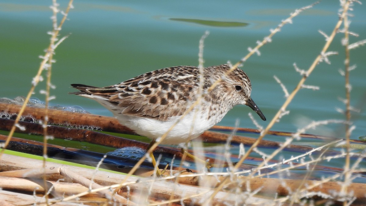 Least Sandpiper - ML439056761