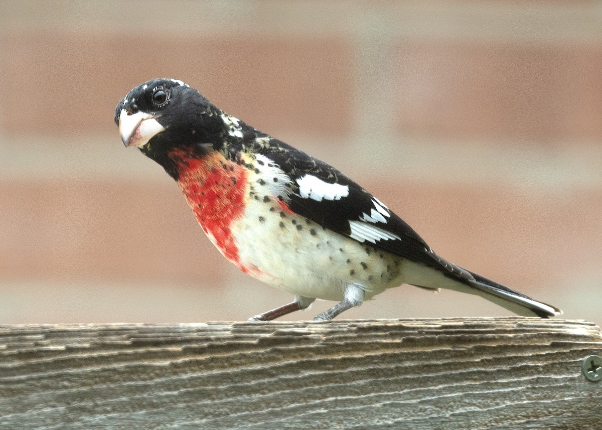 Rose-breasted Grosbeak - ML439058651