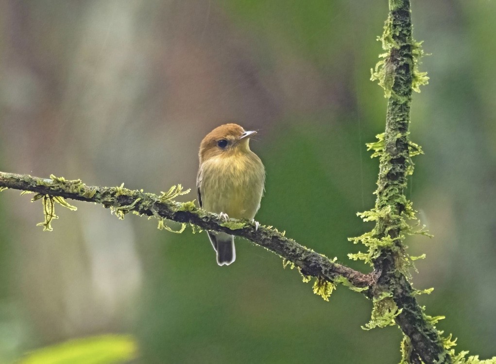 Yellow-throated Spadebill - ML439060281