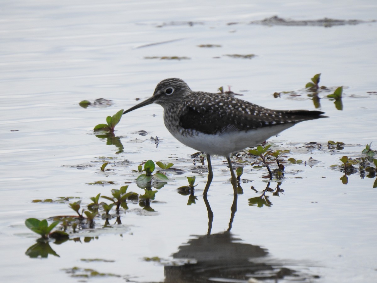 Solitary Sandpiper - ML439060421