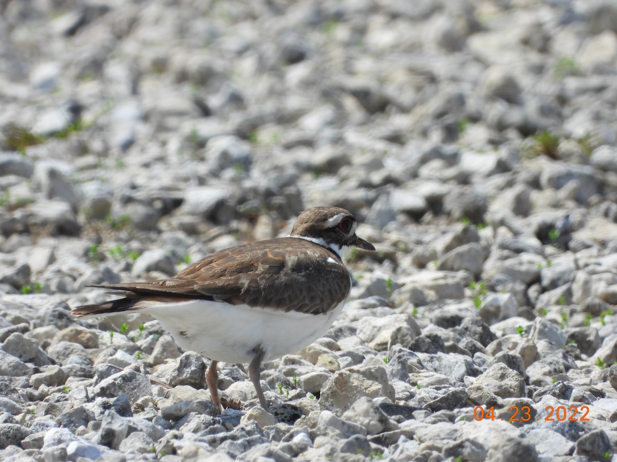 Killdeer - ML439061251