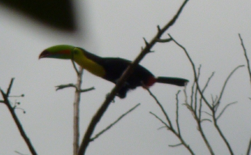 Keel-billed Toucan - ML43906161