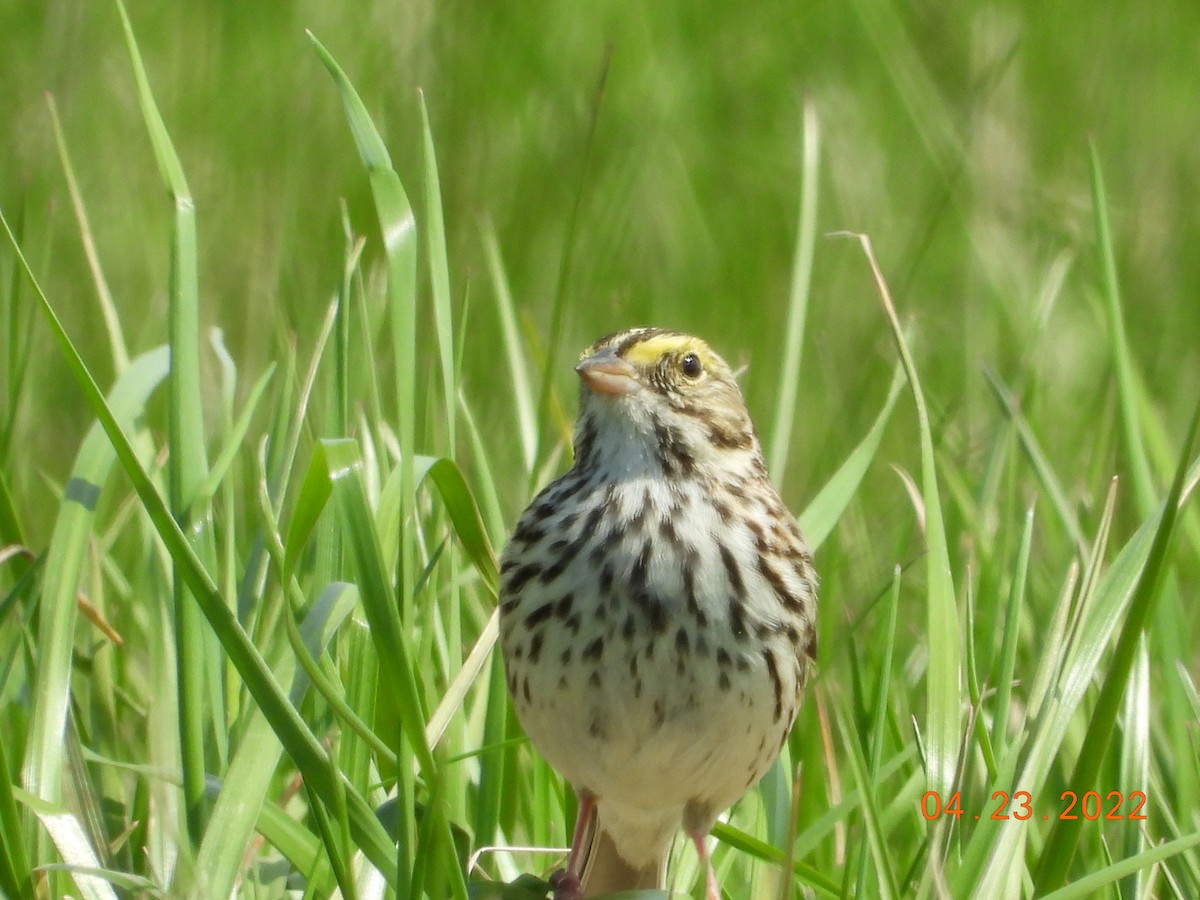 Savannah Sparrow - ML439061671