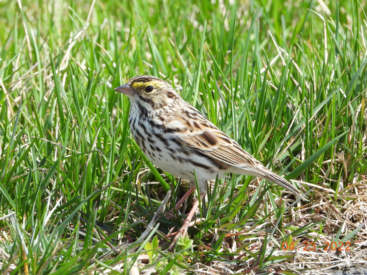 Savannah Sparrow - ML439061681