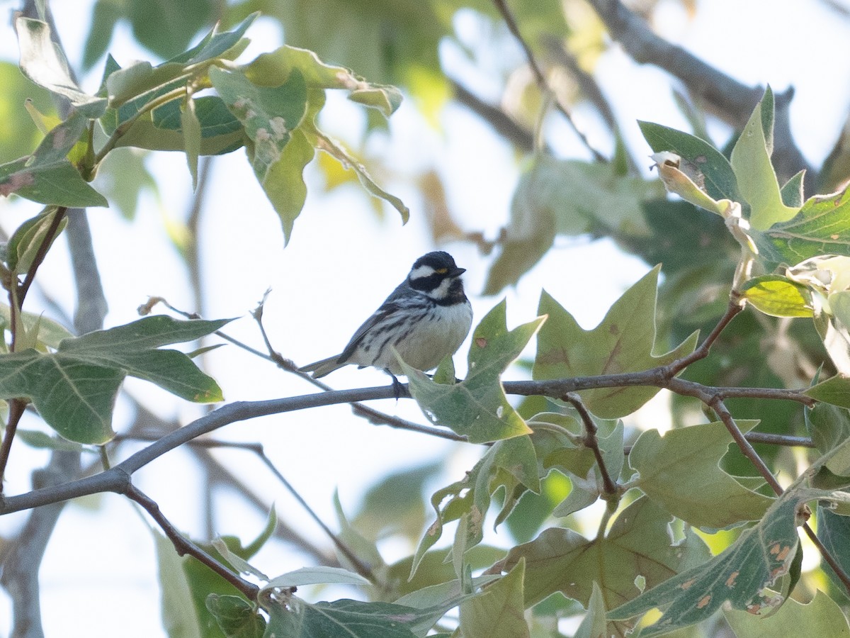 Black-throated Gray Warbler - ML439061711
