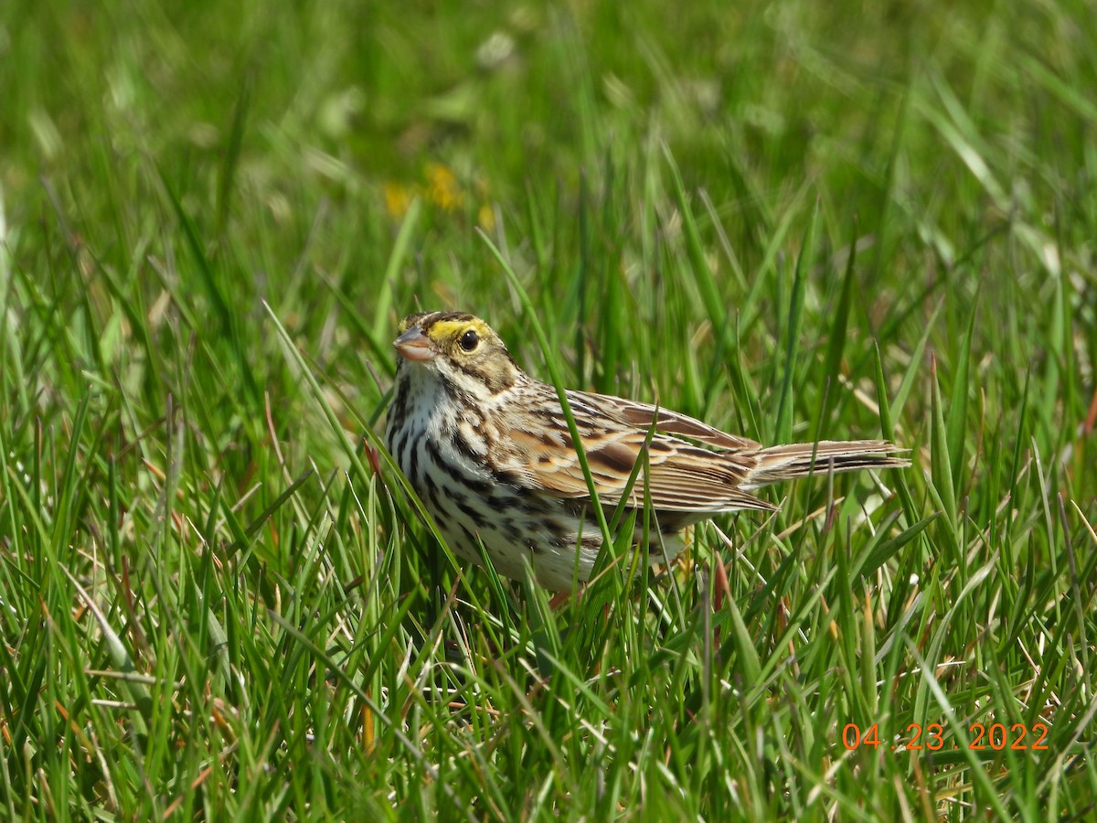 Savannah Sparrow - ML439061741