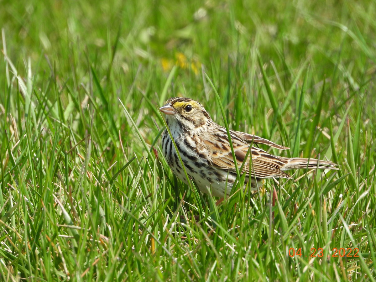 Savannah Sparrow - ML439061751