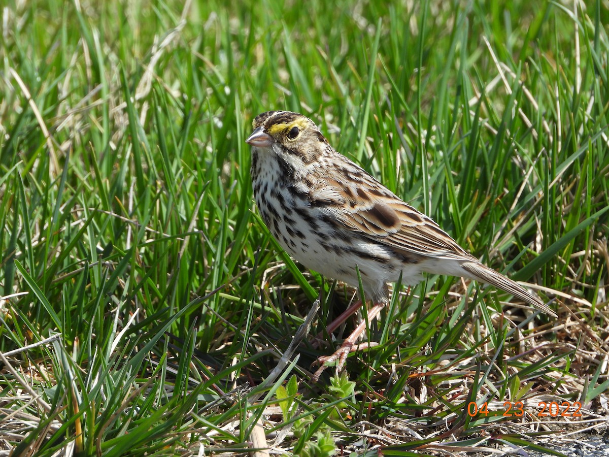 Savannah Sparrow - ML439061761