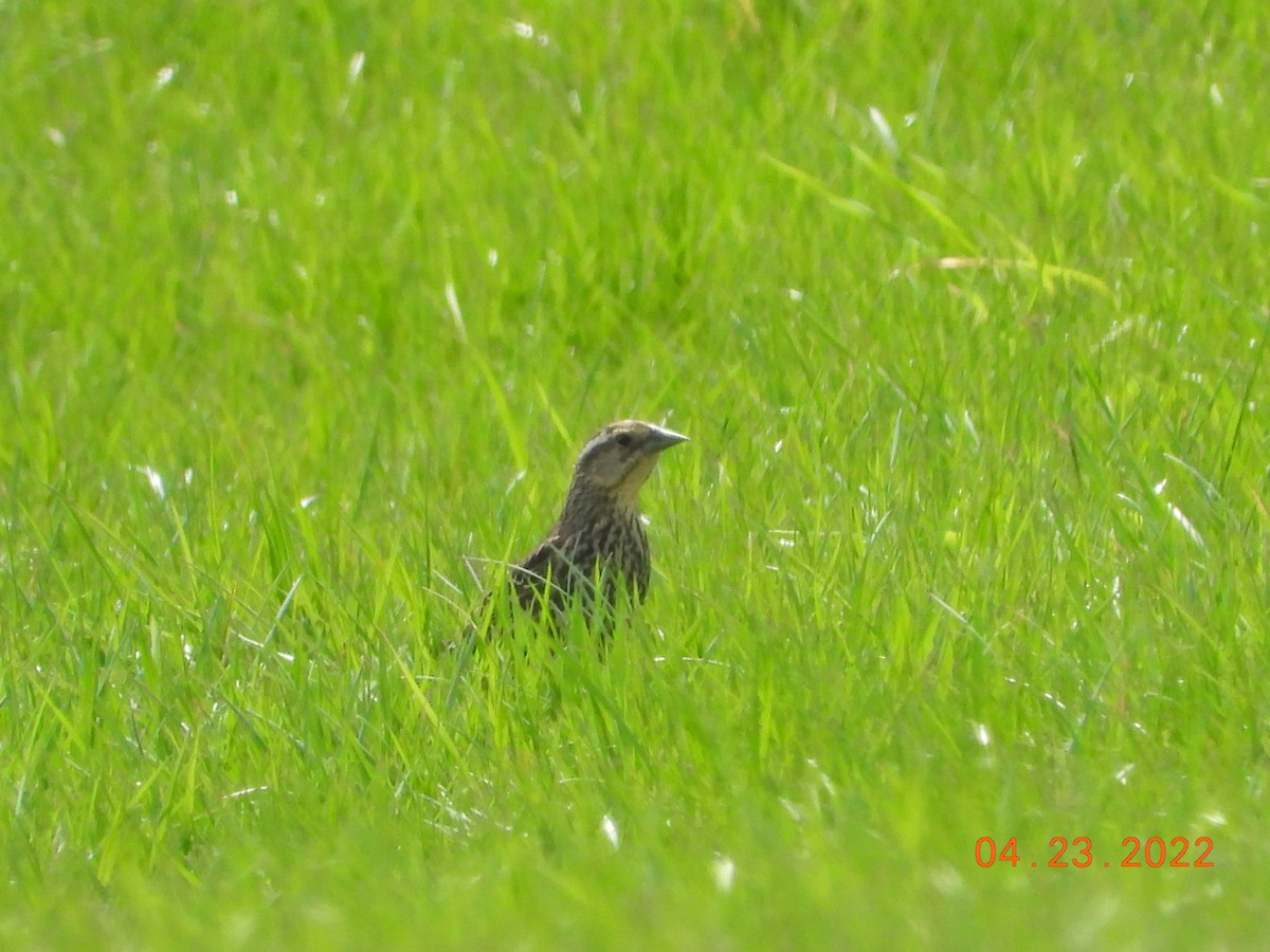 Eastern Meadowlark - ML439061791