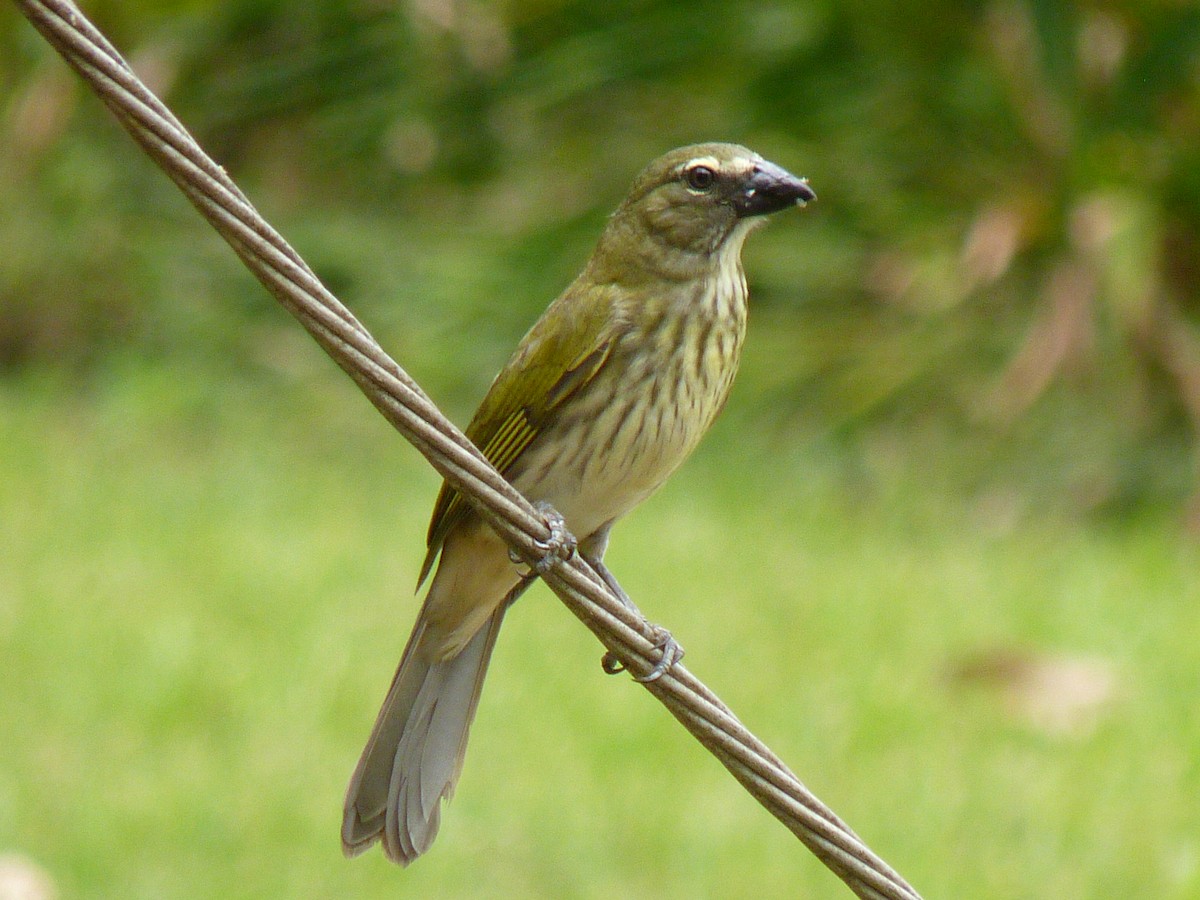 Streaked Saltator - Alain Sylvain