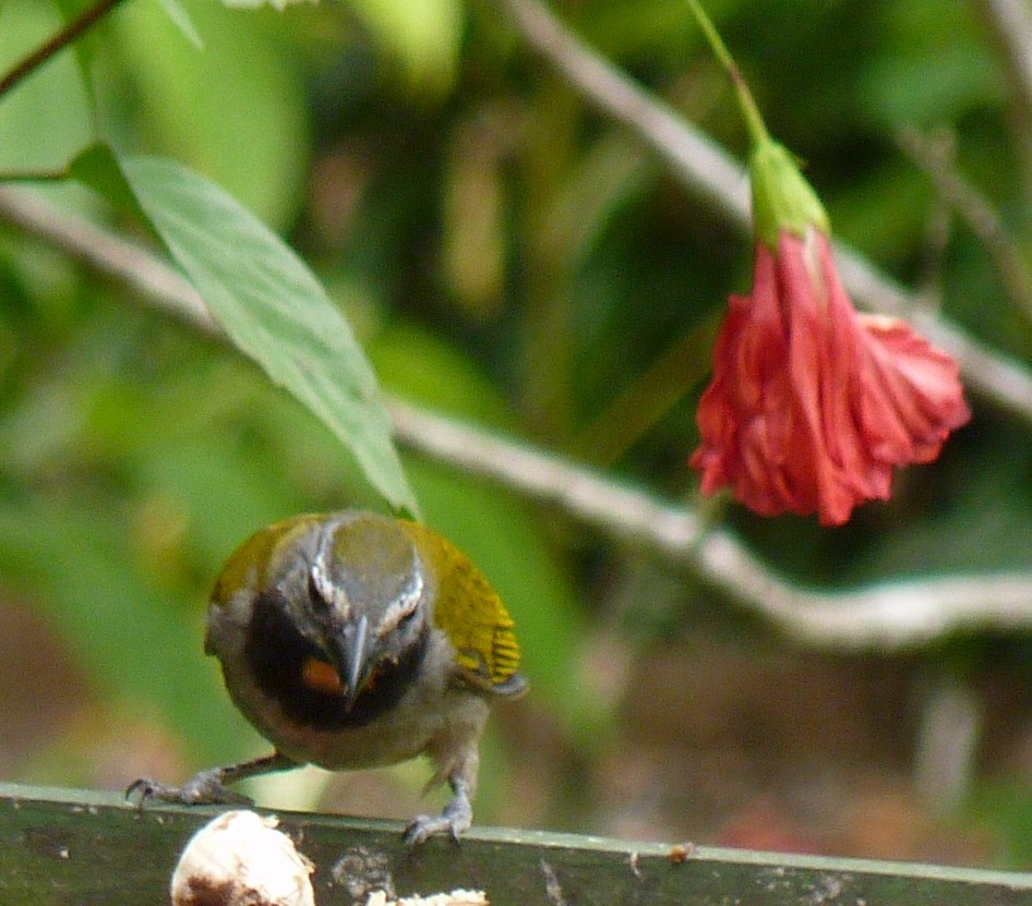 Buff-throated Saltator - ML43906191