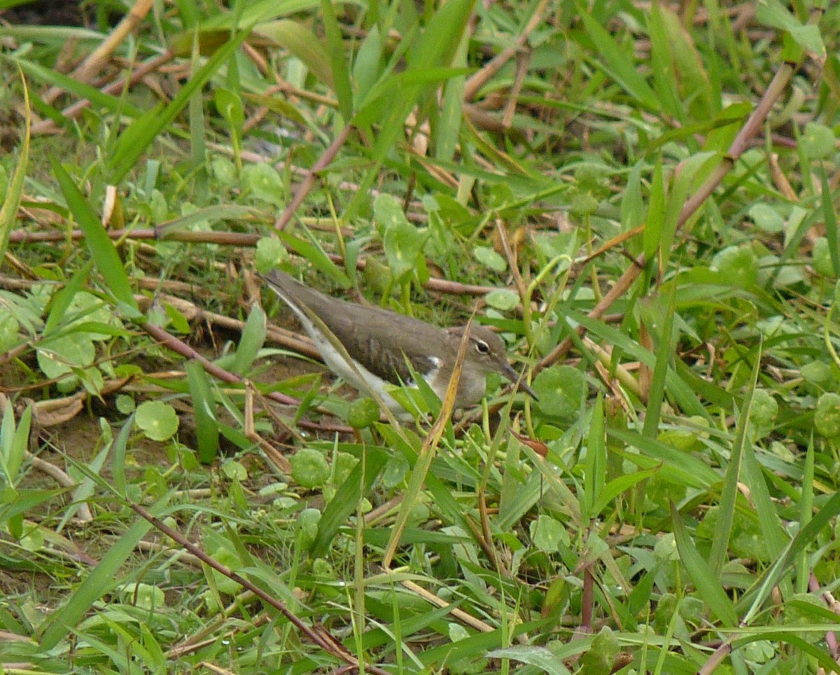 Spotted Sandpiper - Alain Sylvain