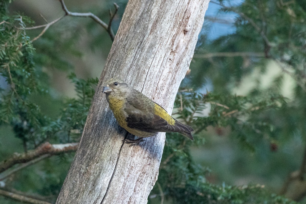 Red Crossbill - ML439062751